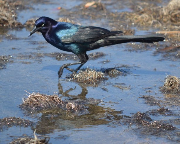 Boat-tail Grackle R