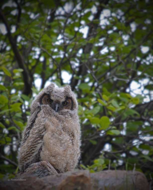 Great Horned Owlet - Nfld 2